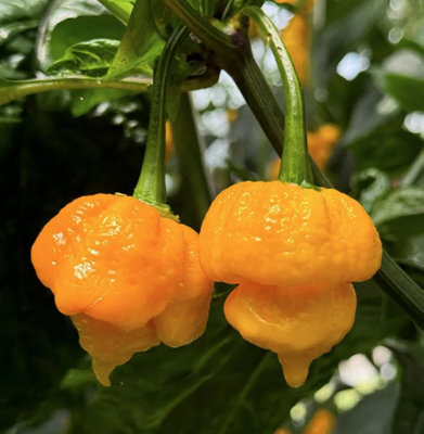 Suttons Seeds Pepper (Chilli) Grandads Revenge F1 Seed Packet from B&Q
