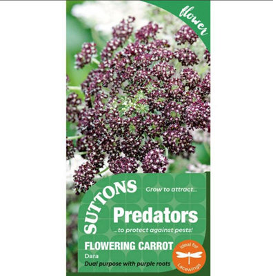 Suttons Seeds Flowering Carrot Dara 1 Packet from B&Q