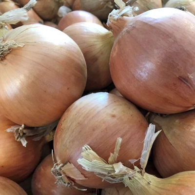 Suttons Seeds Onion Prospero F1 Seed Packet from B&Q