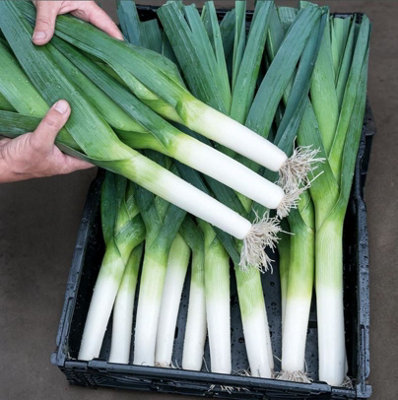 Suttons Seeds Leek Lancelot 1 Packet Grow Your Own from B&Q