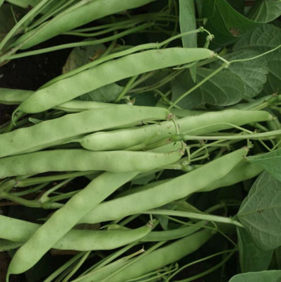 Suttons Seeds Bean (Dwarf) Mendoza Seed Packet from B&Q