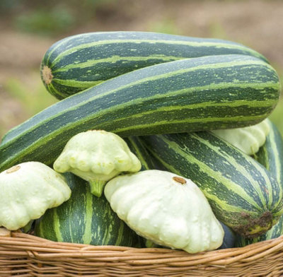Suttons Seeds Squash Polo F1 Hybrid 1 Packet from B&Q