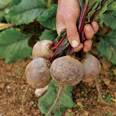 Suttons Seeds Seed Tape Beetroot Boltardy 1 Packet from B&Q