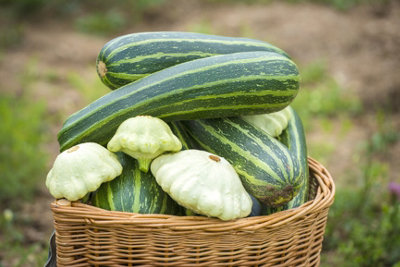 Suttons Seeds Squash Polo F1 Hybrid 1 Packet from B&Q