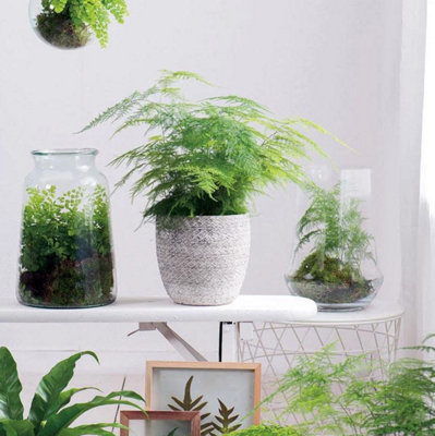 B&Q -  Houseplant Asparagus Fern 1 Packet