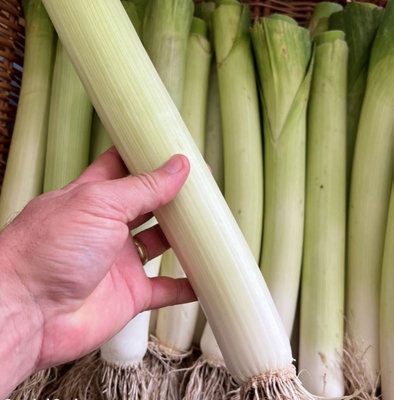 Suttons Seeds Leek Kicker F1 Seed Packet from B&Q