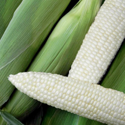 Suttons Seeds Sweetcorn Illusion F1 1 Packet from B&Q
