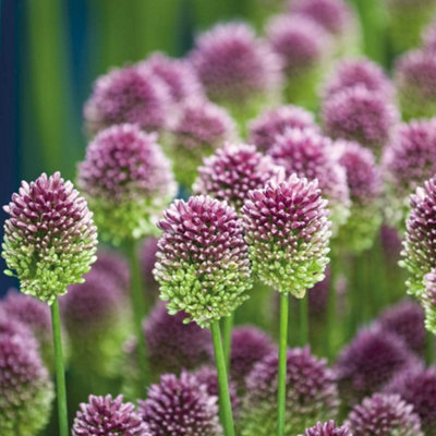 Thompson & Morgan Thompson And Morgan Allium Drumstick 40 Bulbs, Multi - Image 4