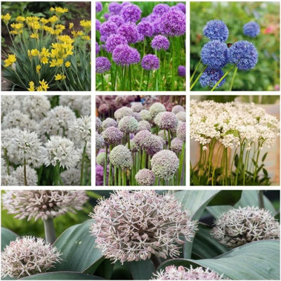 Allium Collection Planting Bulb 400 Pack Purple/Blue/White Thompson And Morgan - Image 5