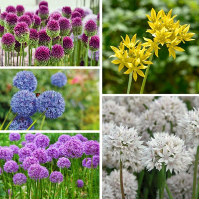 Thompson & Morgan - Allium Gardeners World Collection - 200 Flower Bulbs - Extra Large - Image 4