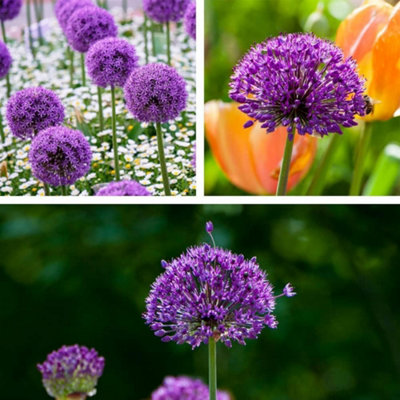 Thompson and Morgan Allium Purple Sensation Planting Bulbs 8 Pack for Garden Borders - Image 5