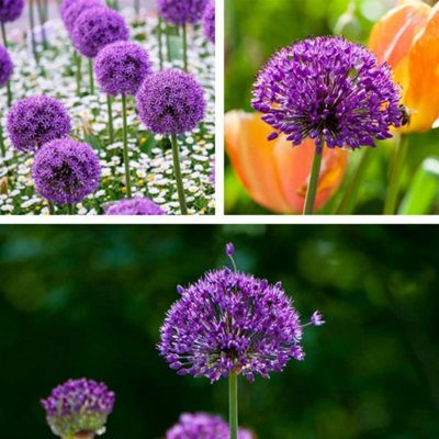 Thompson & Morgan Thompson And Morgan Allium Purple Sensation 32 Bulbs Inc:, Purple - Image 5