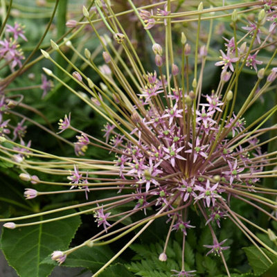 Thompson And Morgan Allium Schubertii Planting Bulb 12 Pack - Image 4