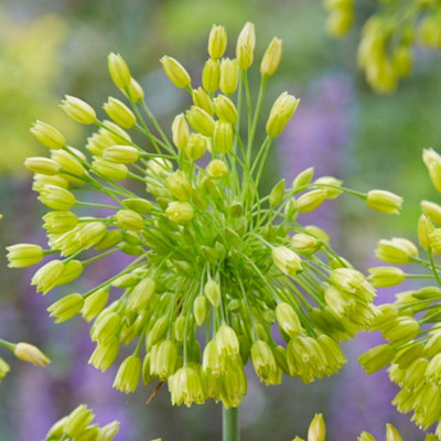 Allium Fantasy Planting Bulb 12 Pack Yellow Thompson And Morgan - Image 4