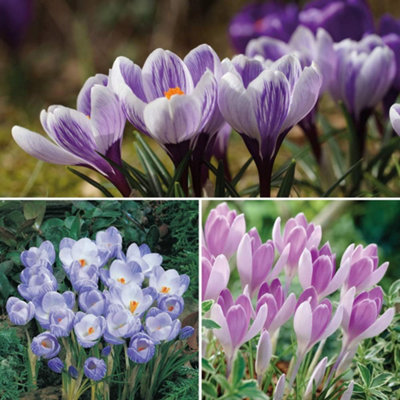 Groupon Unisex Crocus Bicolour Mix :40 Bulbs - Image 4