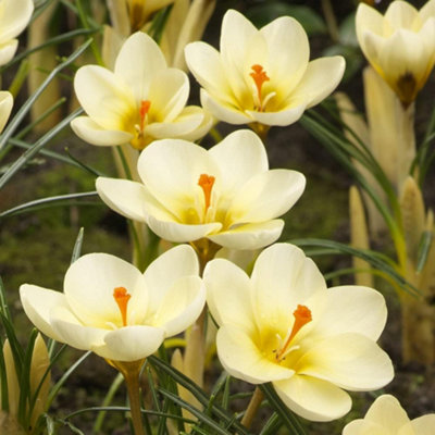 Thompson and Morgan Crocus Cream Beauty Bulbs for Spring Planting 20 Pack - Image 4