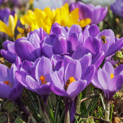 Thompson & Morgan Thompson And Morgan Crocus Dutch Purple 20 Bulbs, Purple - Image 4