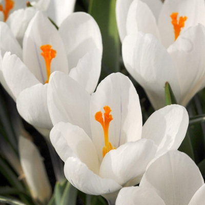 Thompson And Morgan Crocus Dutch White Planting Bulb 80 Pack - Image 4