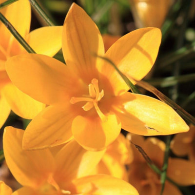 Thompson and Morgan Crocus Dutch Yellow Planting Bulbs 20 Pack for Spring Garden Borders and Lawns - Image 4