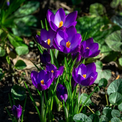 Thompson And Morgan Crocus Ruby Giant Planting Bulb 80 Pack - Image 4