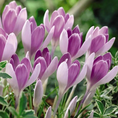 Thompson And Morgan Crocus Vanguard Planting Bulb 8 Pack - Image 4