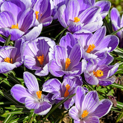 Thompson and Morgan Crocus Vernus Pickwick Purple Flower Bulbs 20 Pack for Garden Borders and Containers - Image 4