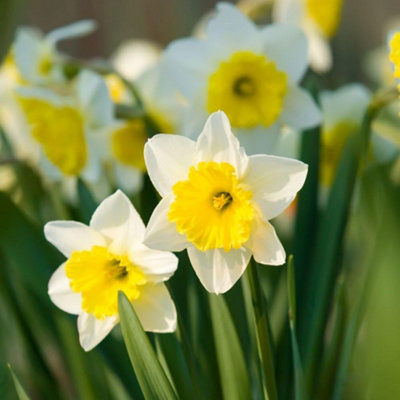 Thompson And Morgan Daffodil Attraction Planting Bulb 8 Pack - Image 4
