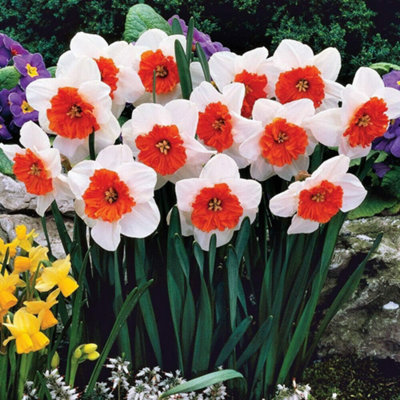 Daffodil Bella Vista Planting Bulb 8 Pack - Size: 22 X 16 X 4Cm - Wilko White Thompson And Morgan - Image 4