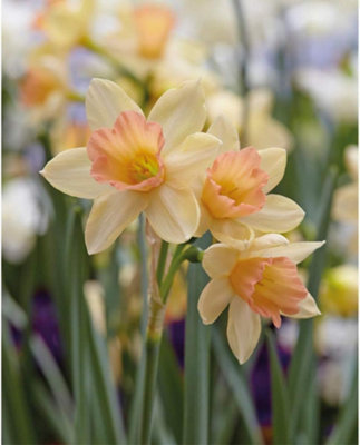 Thompson & Morgan - Daffodil Blushing Lady - 8 Bulbs - Image 4