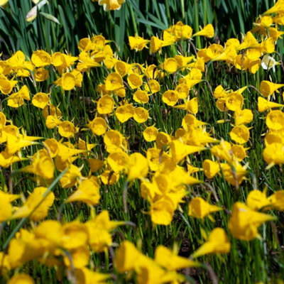 Daffodil Bulbicodum Planting Bulb 16 Pack Golden/Yellow Thompson And Morgan - Image 4
