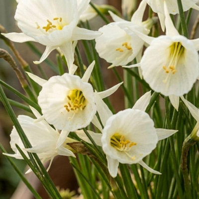 Daffodil Cantabricus Planting Bulb 8 Pack White Thompson And Morgan - Image 4