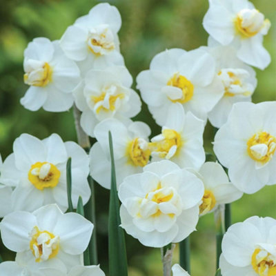 Daffodil Cheerfulness Planting Bulb 32 Pack - Size: 25 X 18 X 6Cm - Wilko White Thompson And Morgan - Image 4