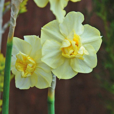 Thompson & Morgan Daffodil Yellow Cheerfulness Bulbs, 8 Count Spring Flowering Plants - Image 4