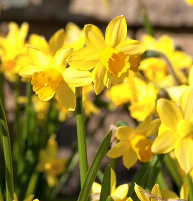 Thompson and Morgan Daffodil Chuckles Planting Bulbs 16 Pack Yellow Spring Garden Flowers - Image 4