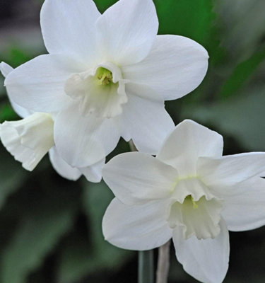 Thompson And Morgan Daffodil Cornish Niveth Planting Bulb 8 Pack - Image 4