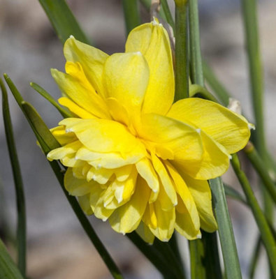 Thompson & Morgan Thompson And Morgan Daffodil ''Cornish'' Pencrebar 8 Bulbs, Yellow - Image 4