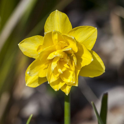 Thompson And Morgan Daffodil Cornish Pencrebar Planting Bulb 32 Pack - Image 4
