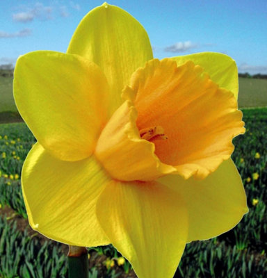 Thompson And Morgan Daffodil Cornish Trelawney Gold Planting Bulb 8 Pack - Image 4