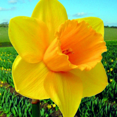 Thompson and Morgan Cornish Trelawney Gold Daffodil Planting Bulbs 32 Pack for Spring Garden Borders - Image 4