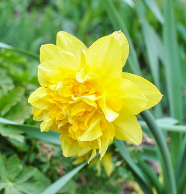 Thompson And Morgan Daffodil Dick Wilden Planting Bulb 32 Pack - Image 5