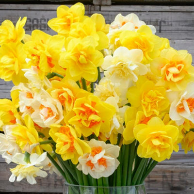 Daffodil Double Classic Mixed Planting Bulb 16 Pack - Size: 22 X 16 X 4Cm - Wilko Multi Thompson And Morgan - Image 4