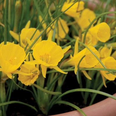 Thompson And Morgan Daffodil Golden Bells Planting Bulb 32 Pack - Image 4