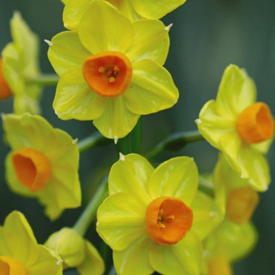 Daffodil Golden Dawn Planting Bulb 32 Pack - Size: 25 X 18 X 6Cm - Wilko Yellow Thompson And Morgan - Image 4