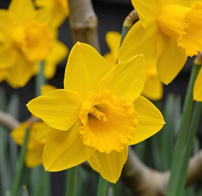 Thompson & Morgan - Daffodil Golden King Alfred - 8 Bulbs - Yellow - Image 4