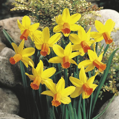 Thompson & Morgan Thompson And Morgan Daffodil Jetfire 80 Bulbs Inc:, Yellow - Image 4