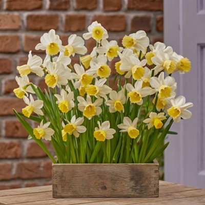 Thompson and Morgan Daffodil Josina Elisabeth Planting Bulbs, Yellow Spring Flowers, 8 Pack - Image 4