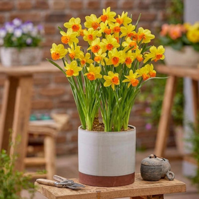 Thompson And Morgan Maria Geertruida Daffodil Autumn Planting Bulb 16 Pack - Image 4