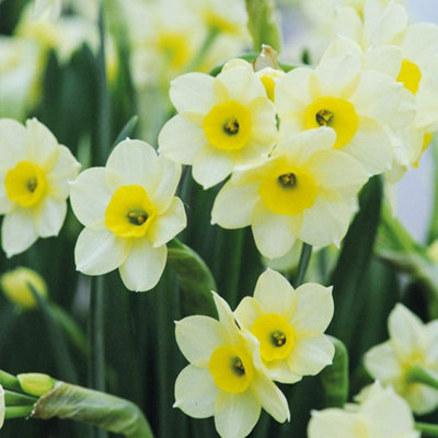 Daffodil Minnow Planting Bulb 20 Pack White/Yellow Thompson And Morgan - Image 4