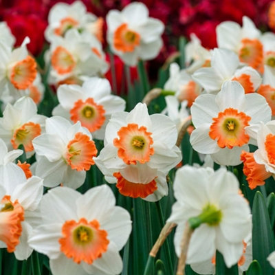 Thompson and Morgan Daffodil Passionale Planting Bulbs 8 Pack for Spring Gardens - Image 4