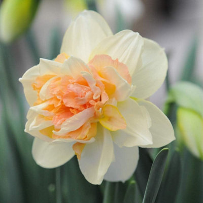Thompson and Morgan Daffodil Peach Cobbler Bulbs 8 Pack for Spring Planting - Image 4